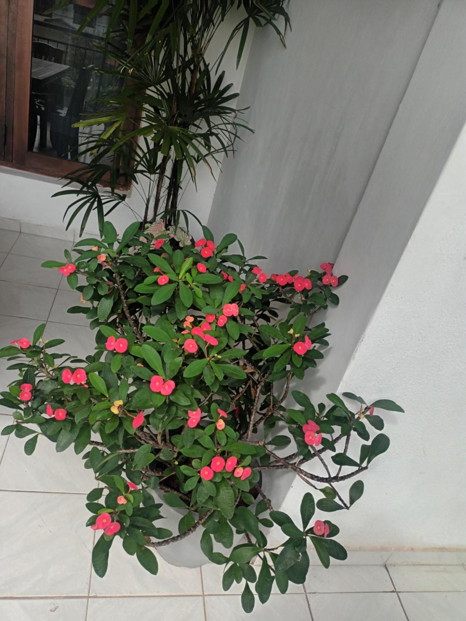 Lovely Flowers In Mount Lavinia Dehiwala-Mount Lavinia Esterno foto