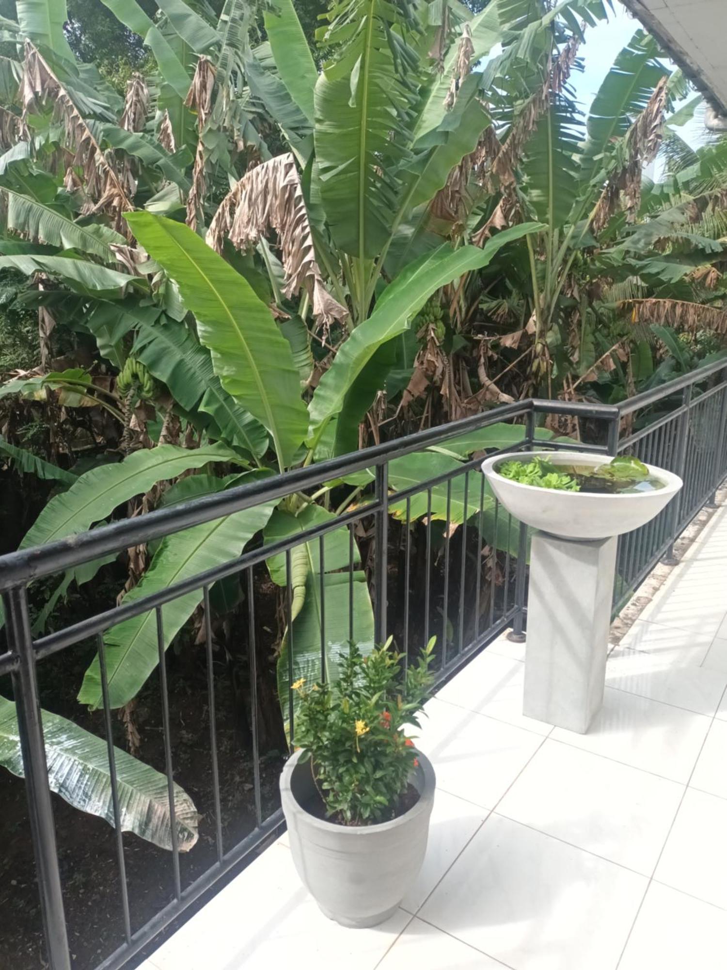 Lovely Flowers In Mount Lavinia Dehiwala-Mount Lavinia Esterno foto